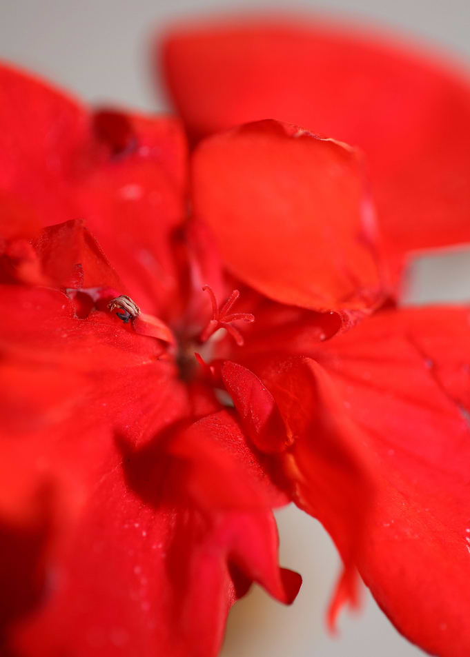 Red pelargonium flowering