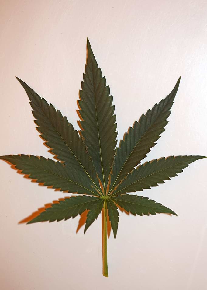 Cannabis leaf close up