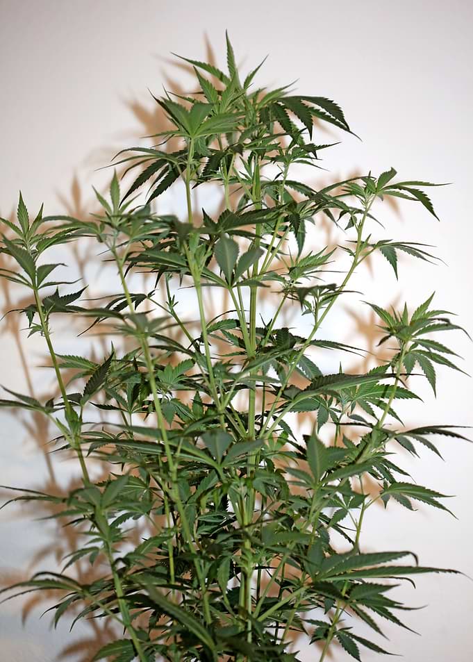Cannabis plant flowering