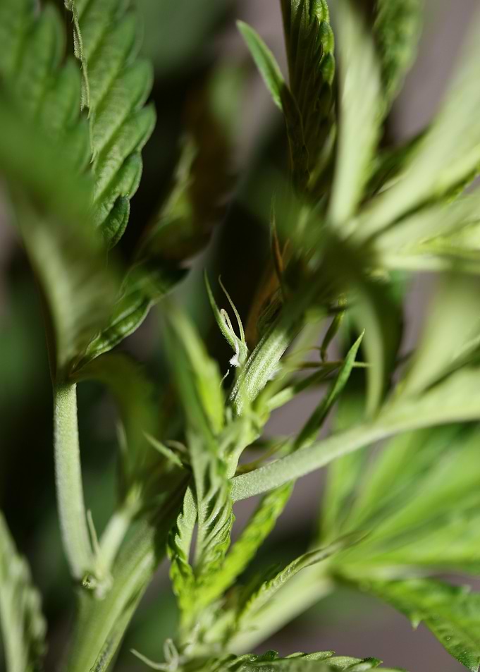 Marihuana plant background