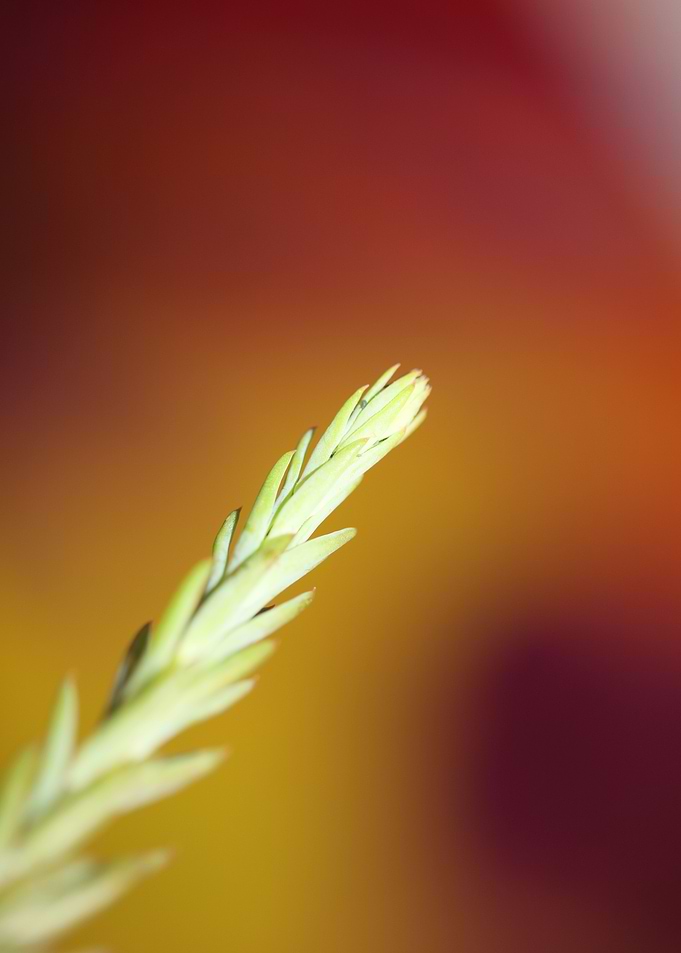 Sedum flower background