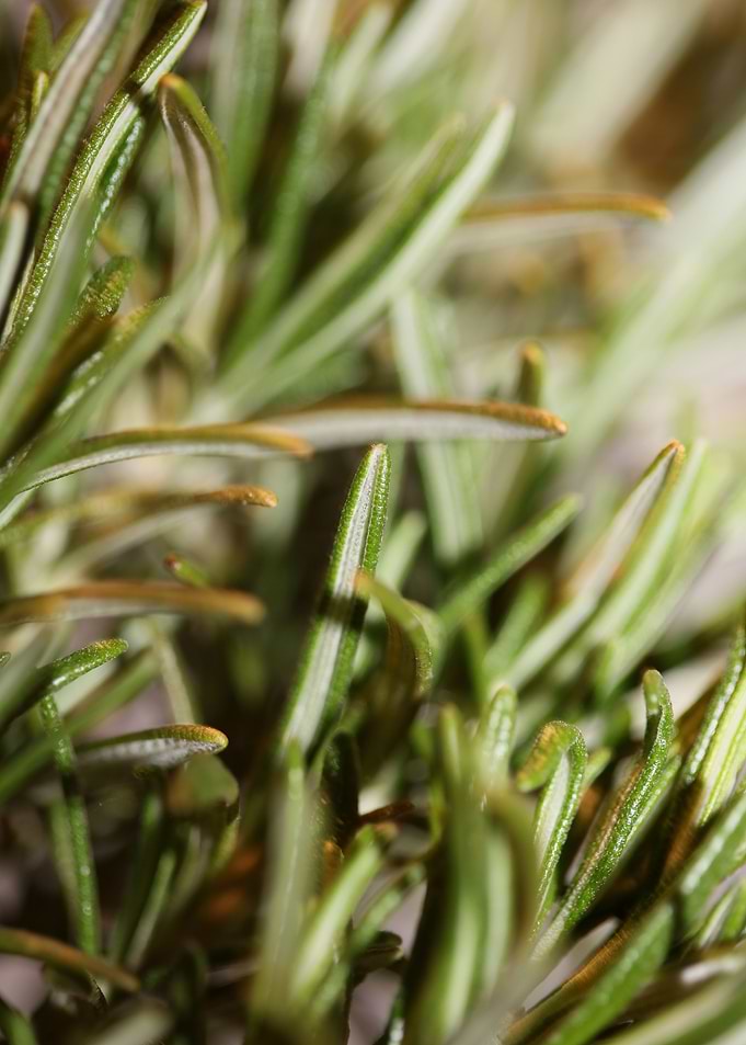 Rosmarinus flowering macro