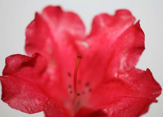 Rhododendron flower macro