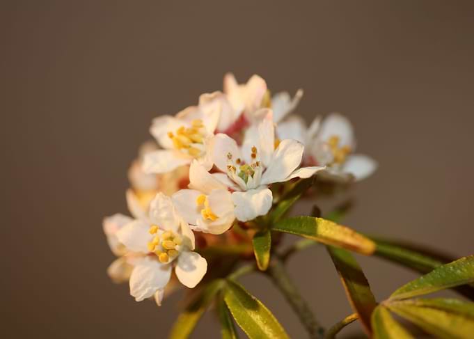Choisya blossom rutaceae