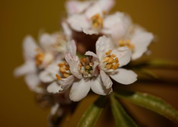 White flowering background