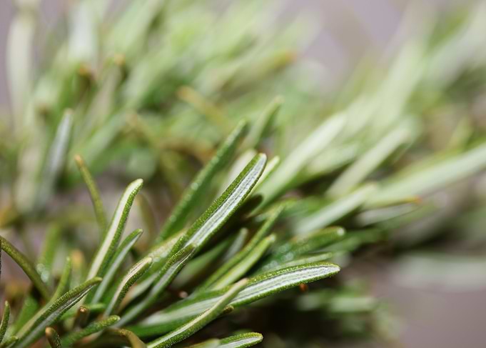 Rosemary aromatic flower
