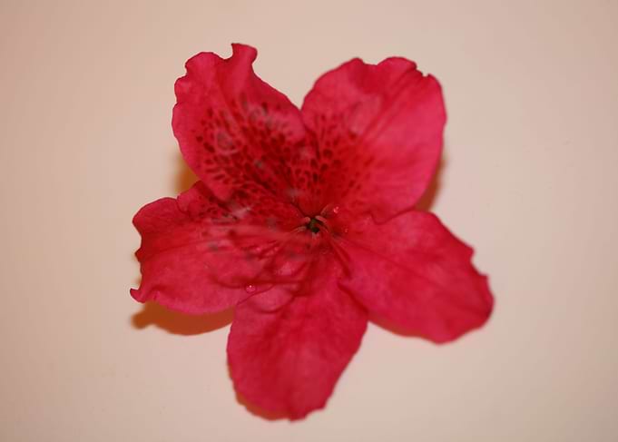 Rhododendron flower macro