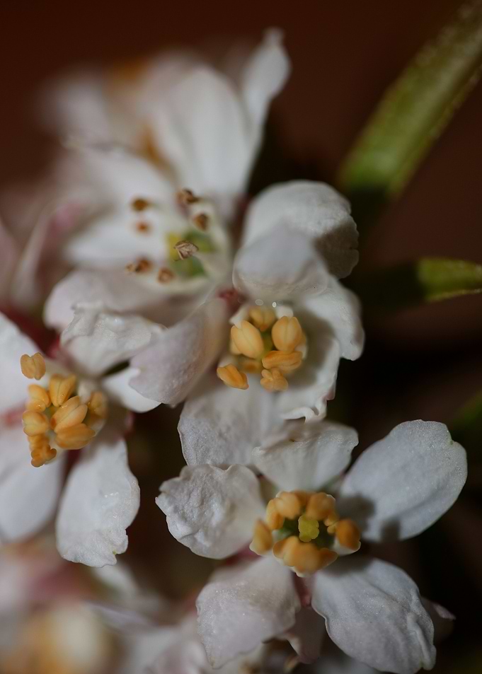 Choisya ternata flowering