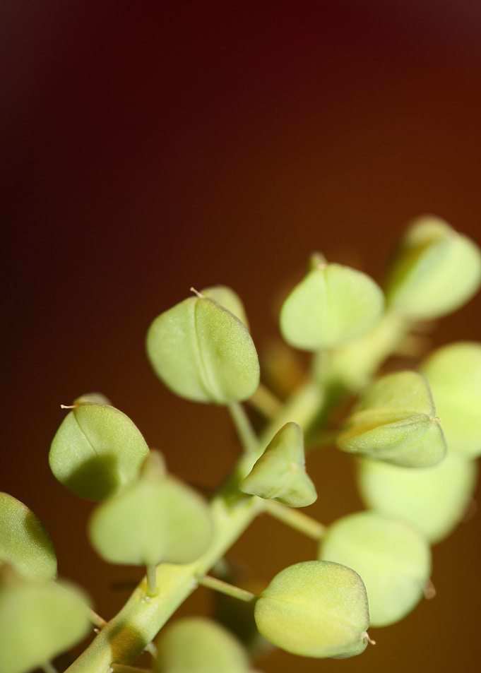 Wild muscari flower fruits