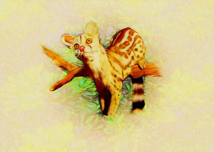 Rusty spotted genet