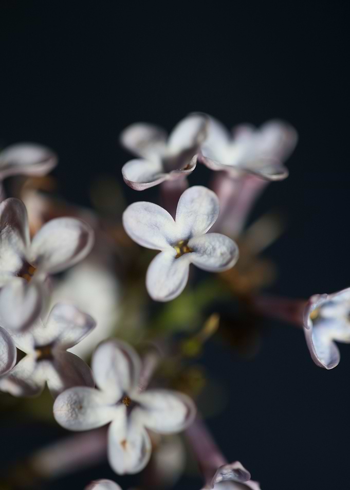 Syringa flower blossoming