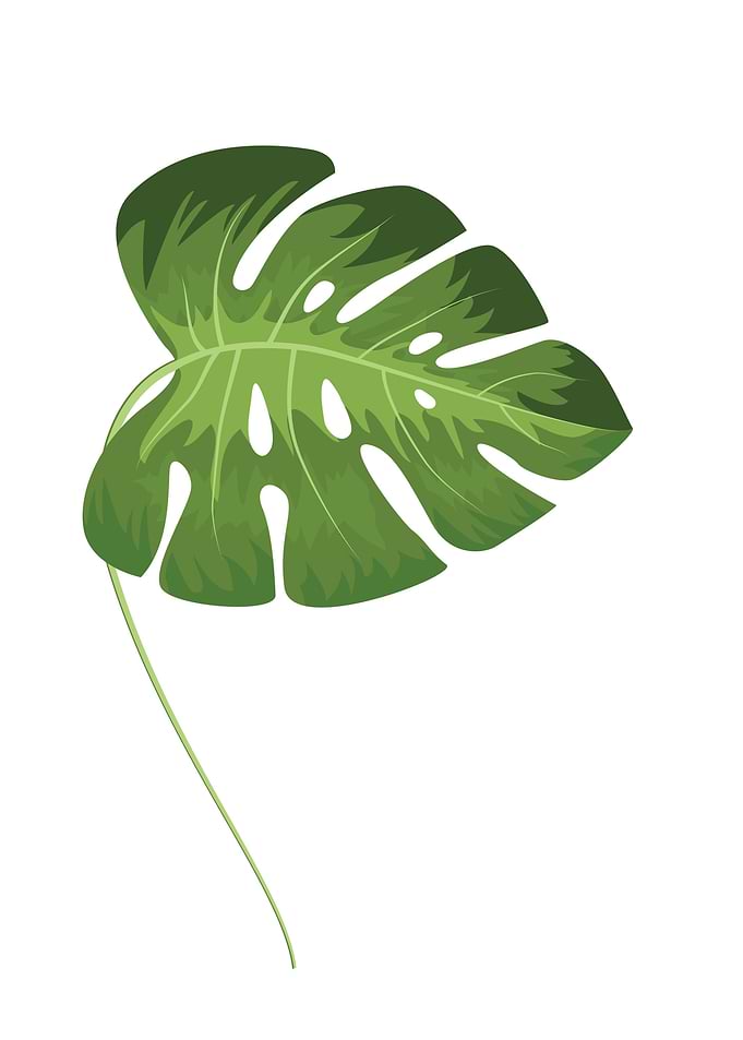 Leaf
