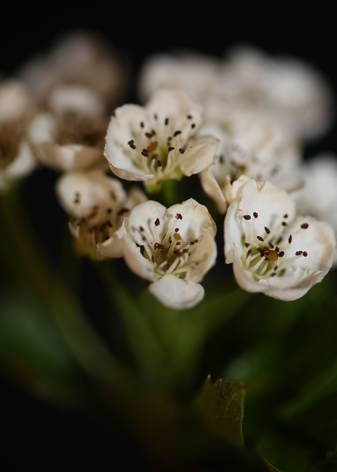 Crataegus flowers blossom