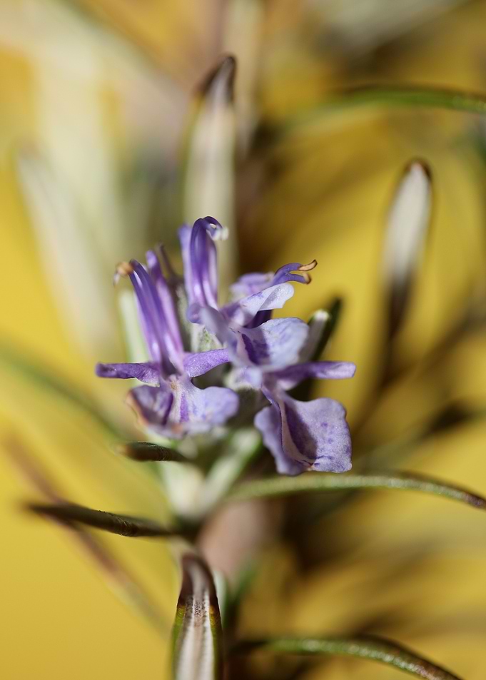 Rosmarinus flowering macro