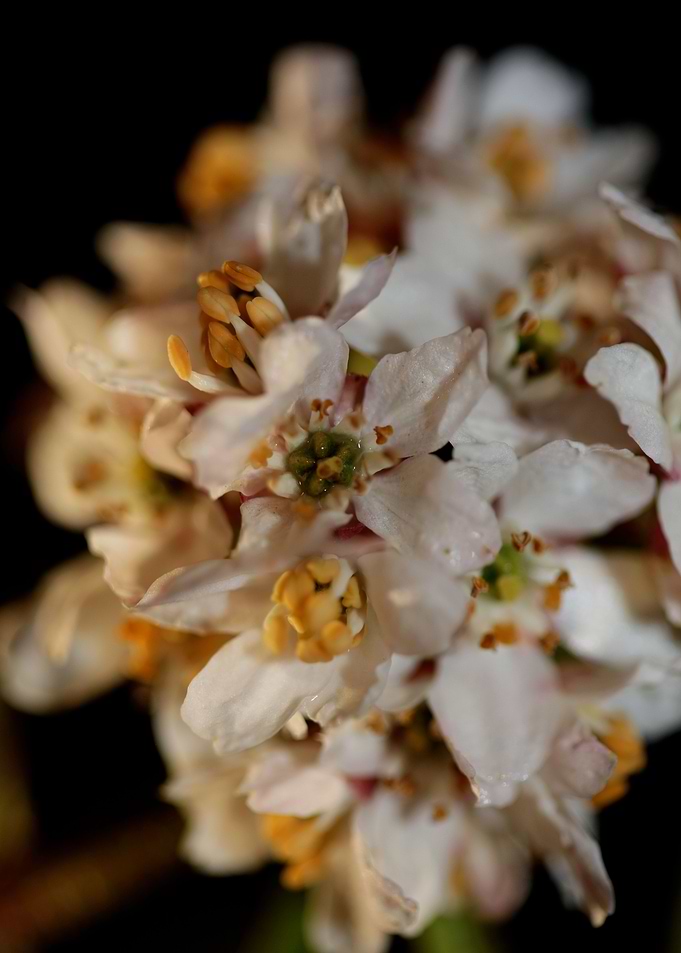 White choisya flower macro