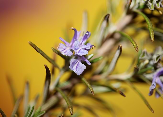 Rosmarinus flowering macro