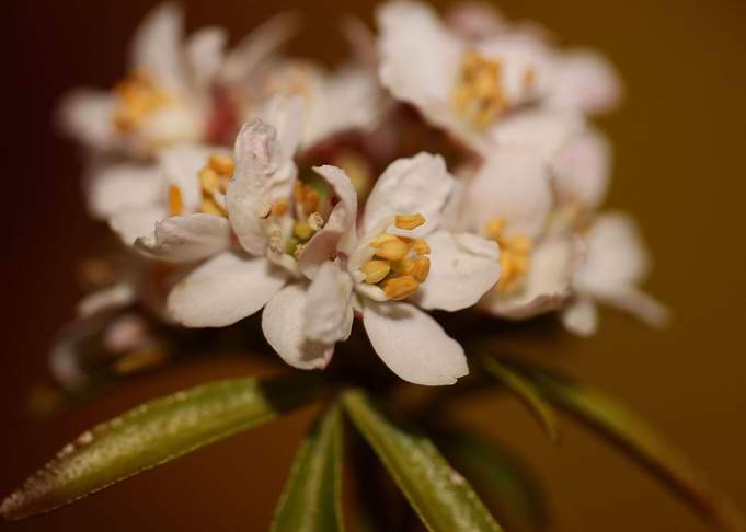 Choisya ternata flowering