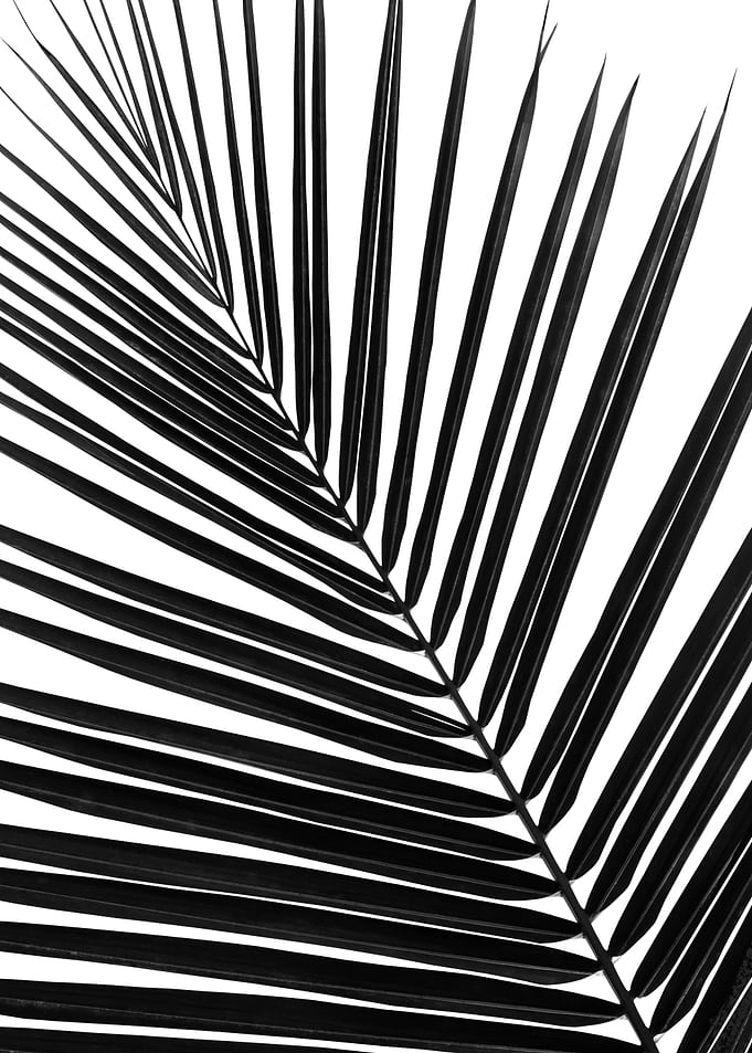 Black White Palm Leaf 2