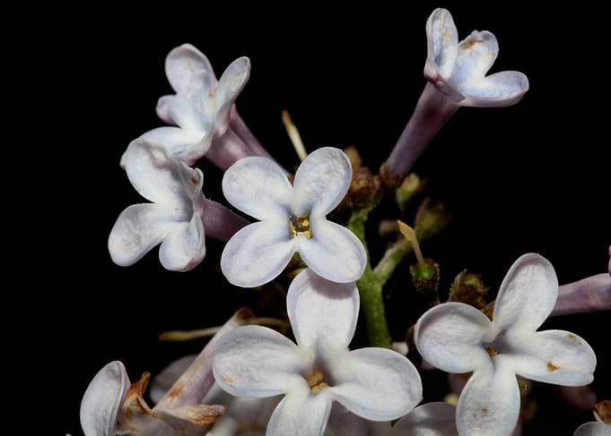 Syringa vulgaris flowering