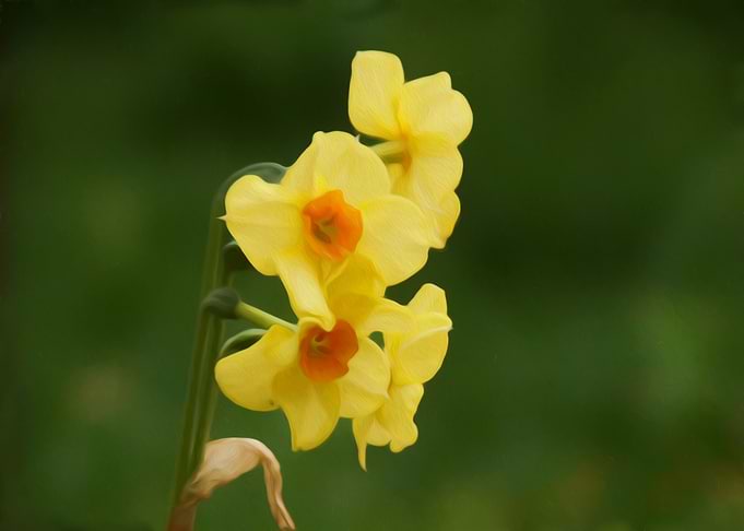 Narcissus