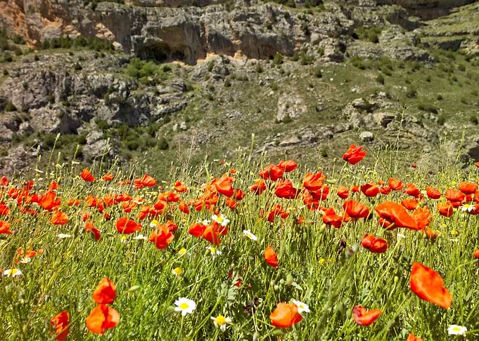 Poppy Field