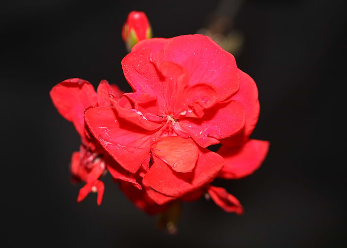 Red geranium flower macro