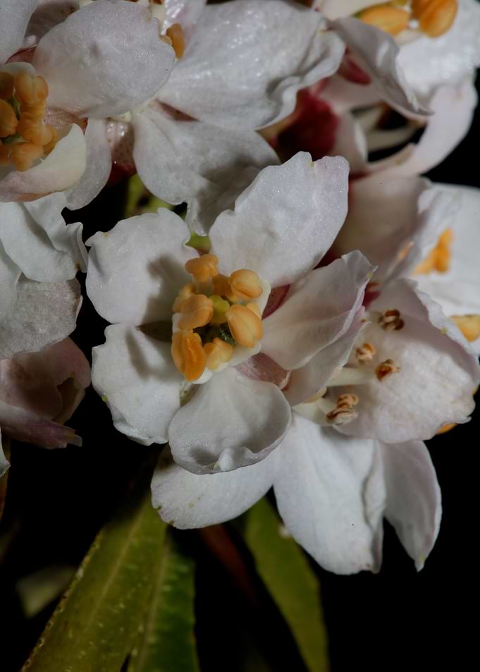 Choisya flowering rutaceae