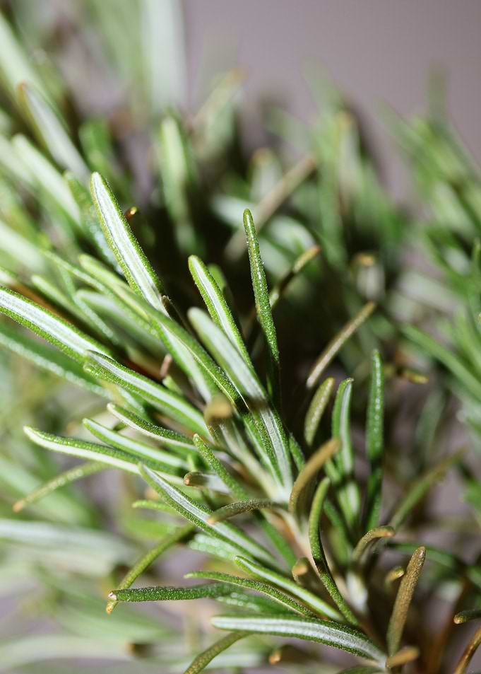 Rosemary flowering macro