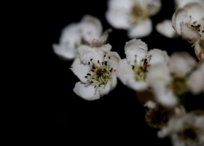 Crataegus monogyna flowers