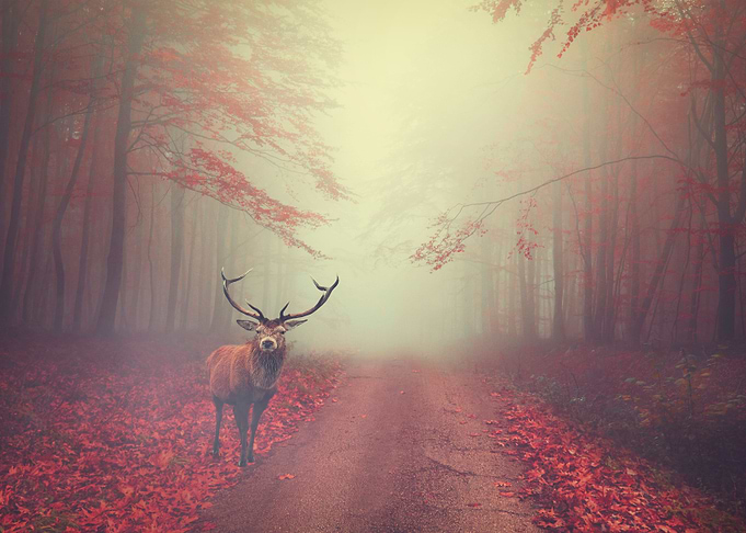 Deer Fantasy Forest