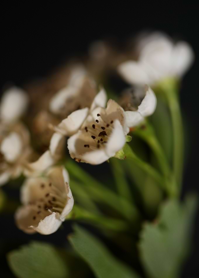White flowers blossoming