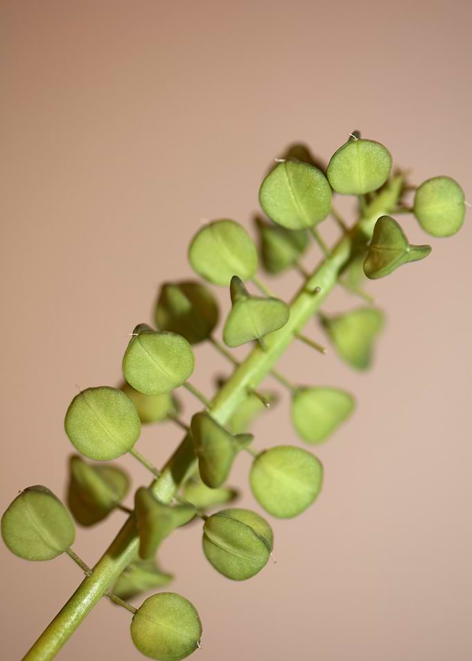 Muscari wild flower fruits