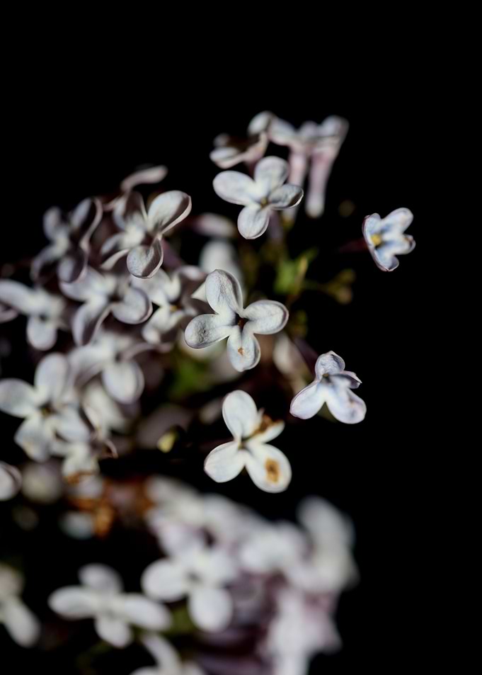 Syringa vulgaris flowering