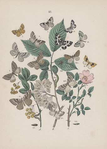 Vintage Butterfly
