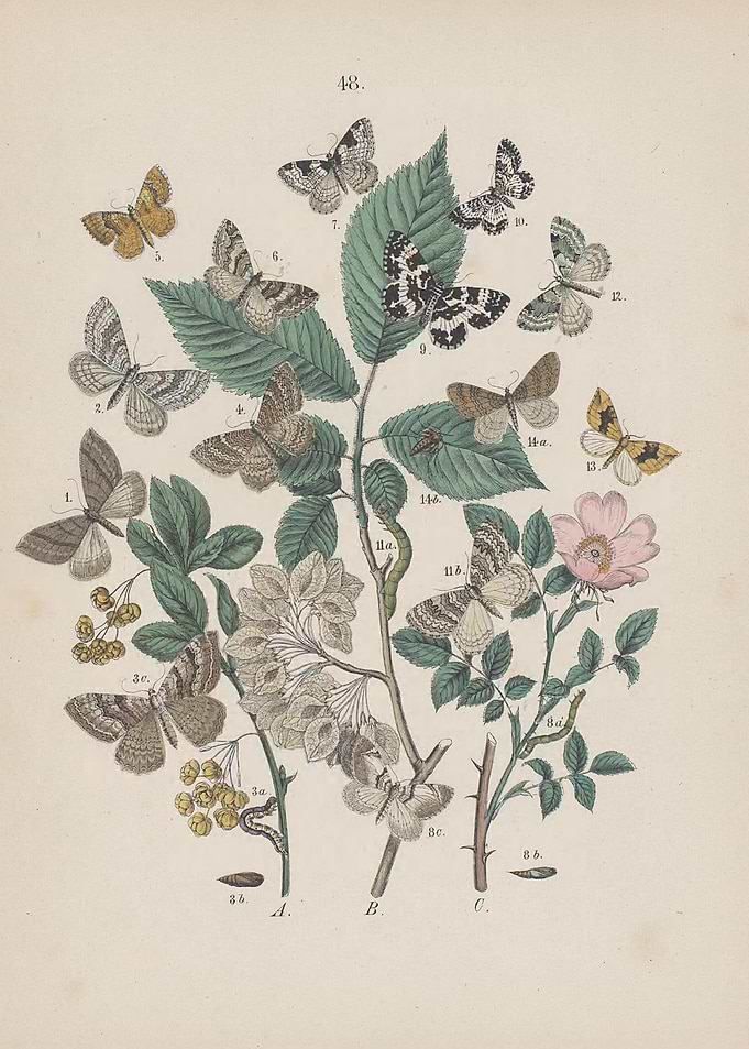 Vintage Butterfly