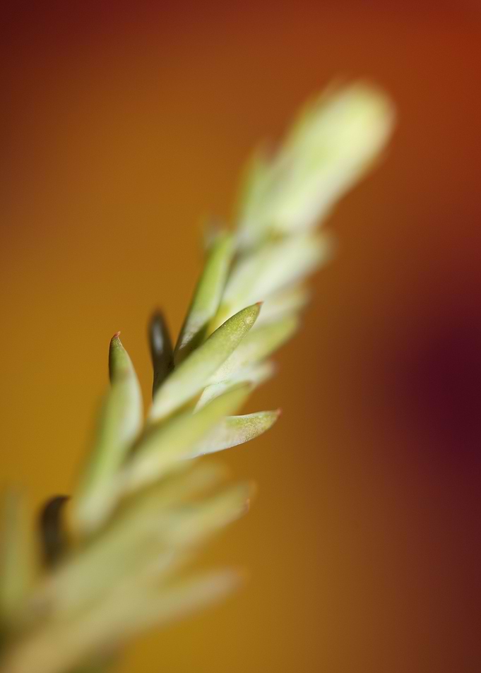 Sedum flower background