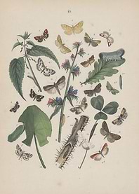 Vintage Butterfly