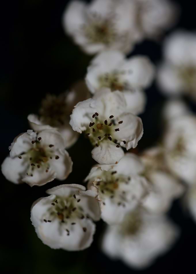 Crataegus flowers blossom