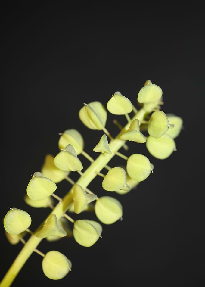 Muscari flower fruit macro