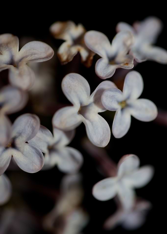 Syringa vulgaris blossom