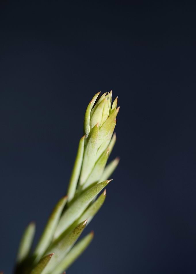 Sedum ochroleucum close up