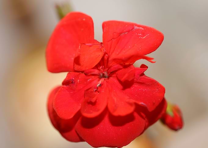 Red pelargonium flowering
