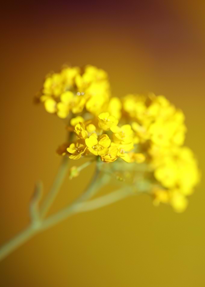 Yellow Aurinia flowering