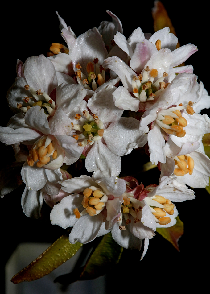 White choisya flower macro