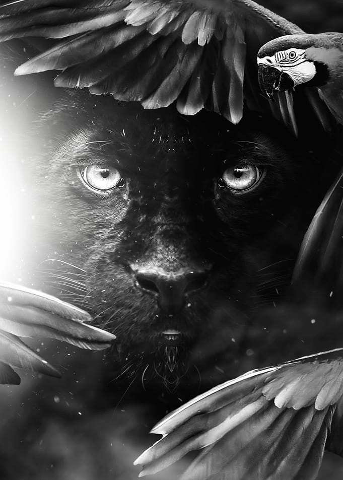 wild Black panther eyes