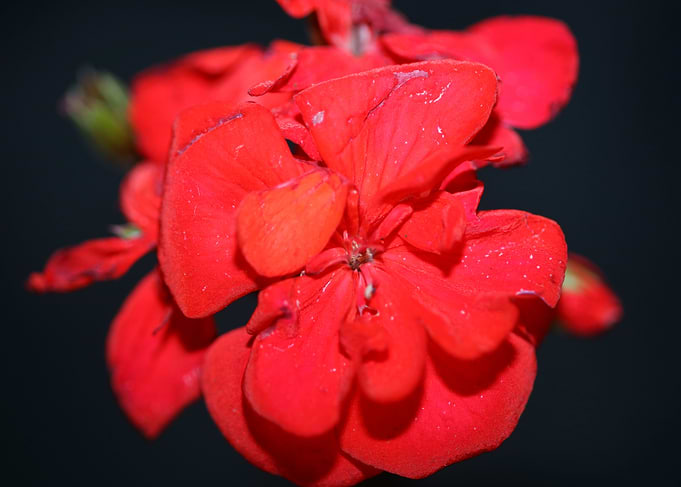 Pelargonium flower macro