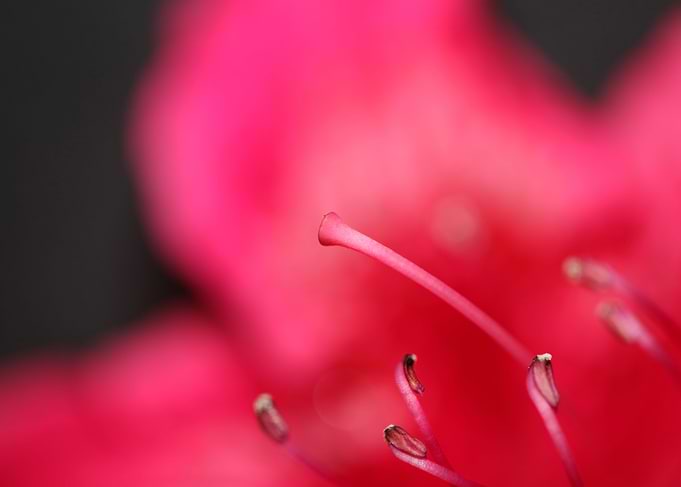 Rhododendron flower stamen