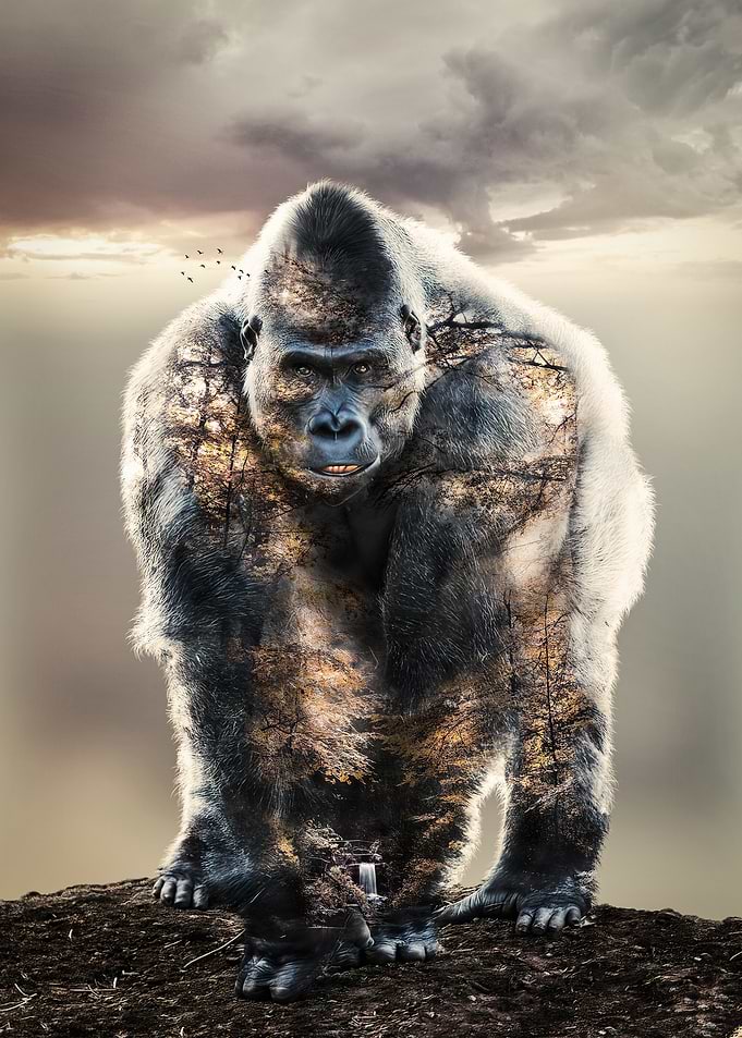 Gorilla