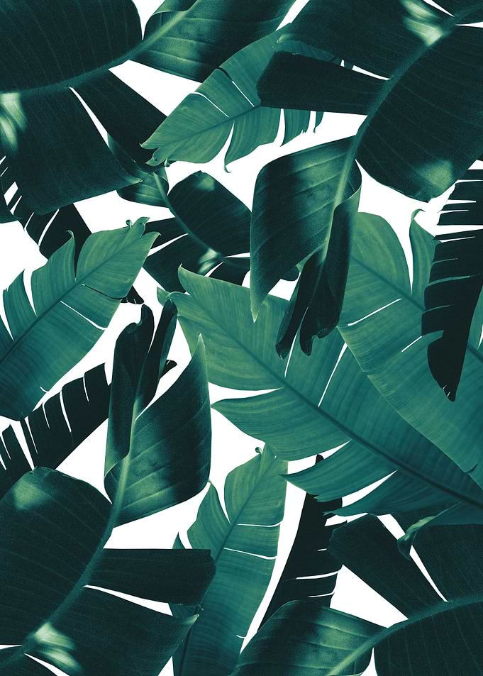 Banana Palm Jungle 2