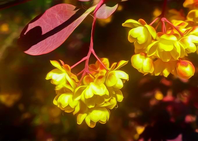 Spring flowering